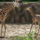 Image for article titled Beloved Baby Giraffe Dies in Freak Accident at Dallas Zoo